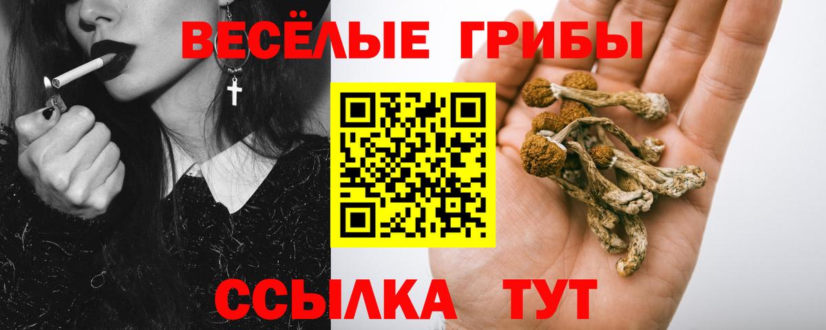 Псилоцибиновые грибы мицелий Новоалександровск